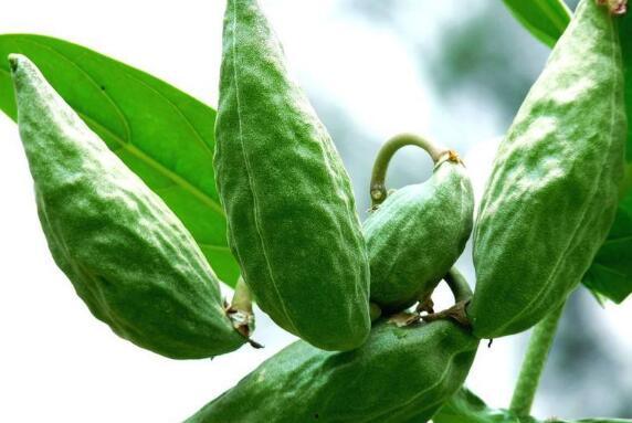 风湿可以吃角瓜吗,适宜食材的健康选择