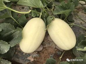 老菱瓜怎么吃最好,老菱瓜的多样美味食用指南