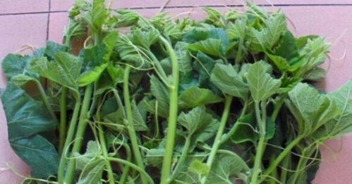 可以吃的瓜菜苗,盘点那些美味可口的瓜菜苗佳肴