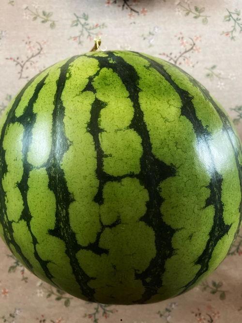 演出完吃瓜,明星们共享瓜果时光