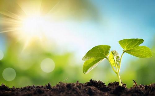 诗意春天燕儿飞微头条,燕舞蝶飞——诗意春天燕儿飞微头条掠影