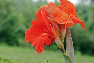 果果花儿的微头条,揭秘花儿的生长奥秘与养护技巧