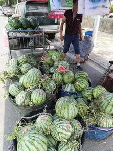 唐河吃瓜事件视频最新,真相揭秘，网络舆论的漩涡与反思